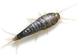 Insecte 6