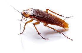 Insecte 1