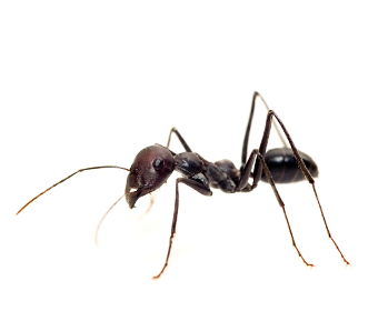Insecte 3
