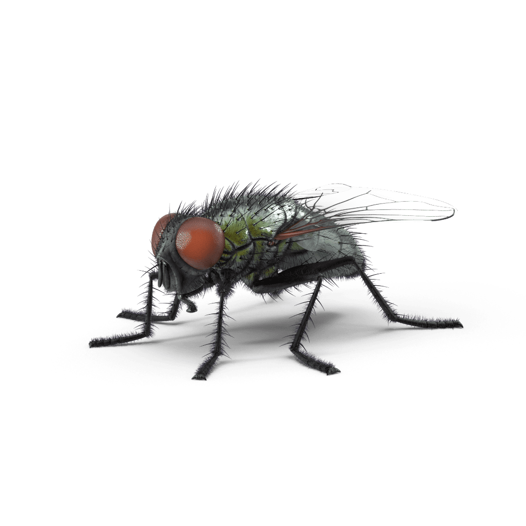 Insecte 5