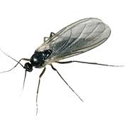 Insecte 8